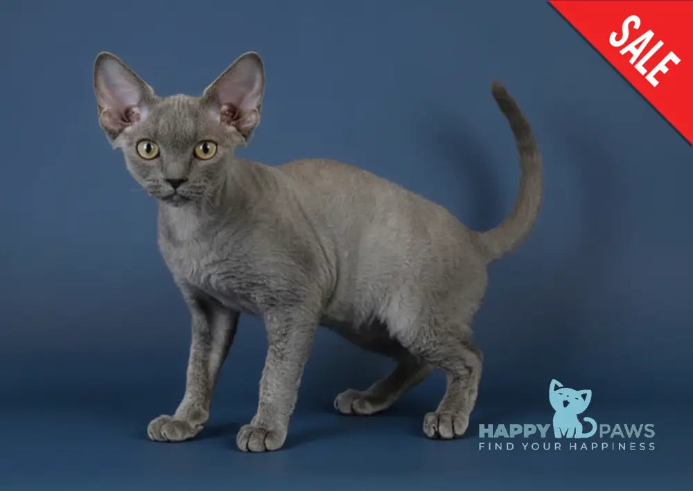 Lily Devon Rex female blue - live animals