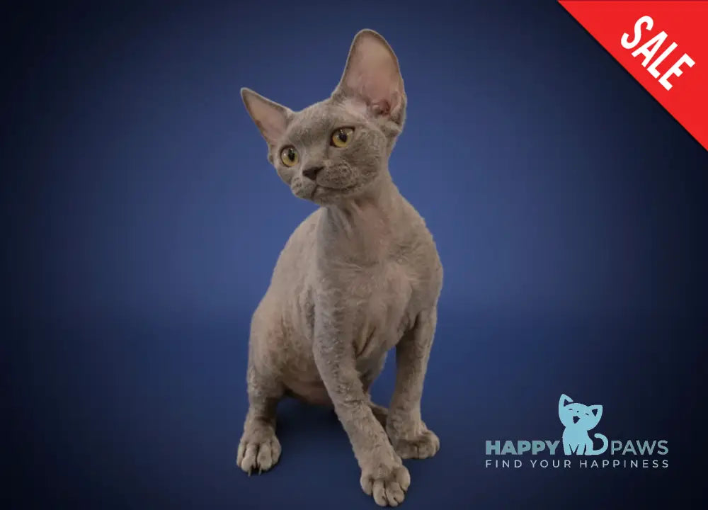 Lily Devon Rex female blue - live animals
