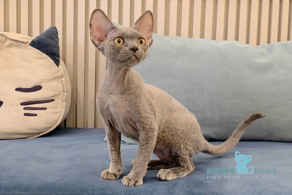 Lily Devon Rex female blue live animals