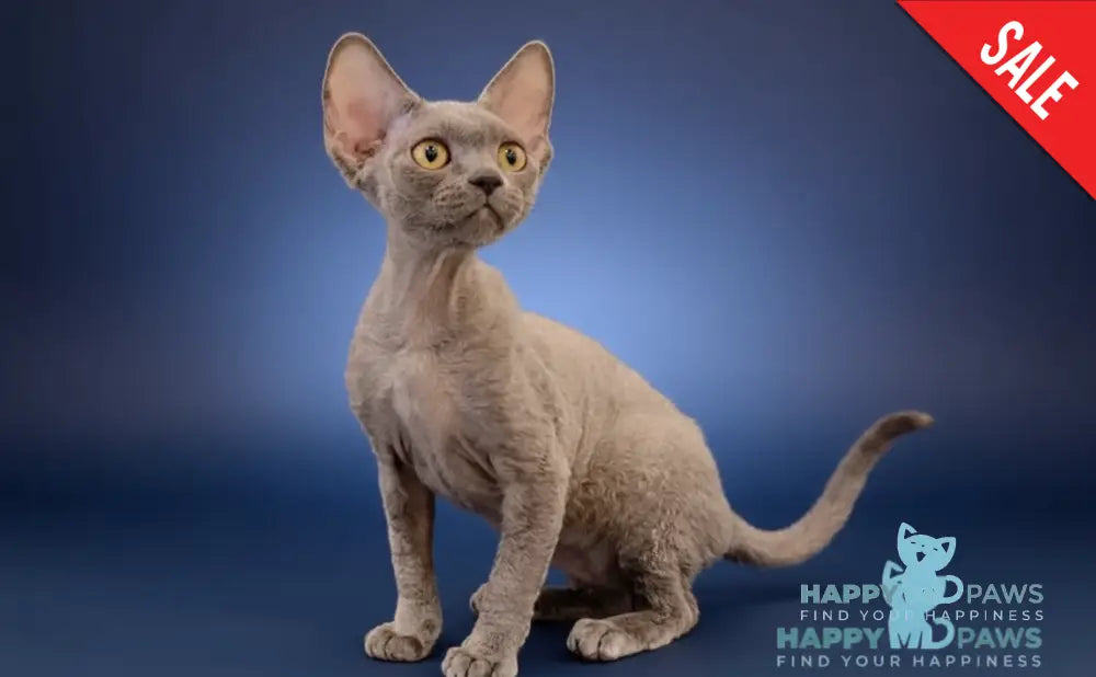 Lily Devon Rex female blue - live animals