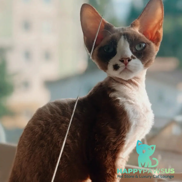 Lily Devon Rex female cinnamon bicolour - live animals