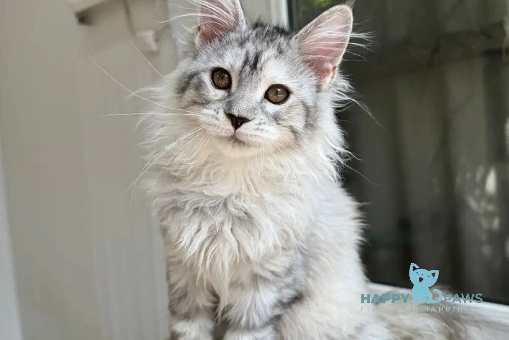 Lily Maine Coon female black tortie silver spotted tabby live animals