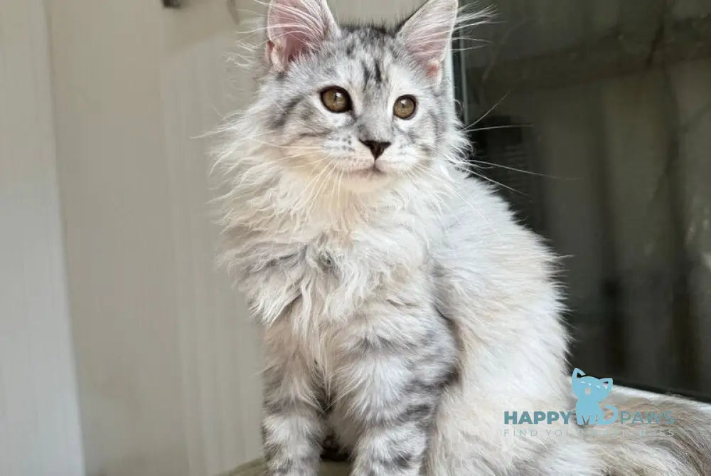 Lily Maine Coon female black tortie silver spotted tabby live animals