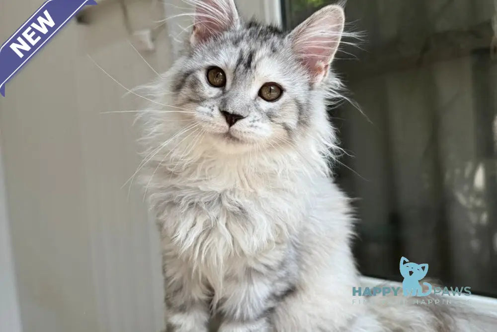 Lily Maine Coon female black tortie silver spotted tabby live animals