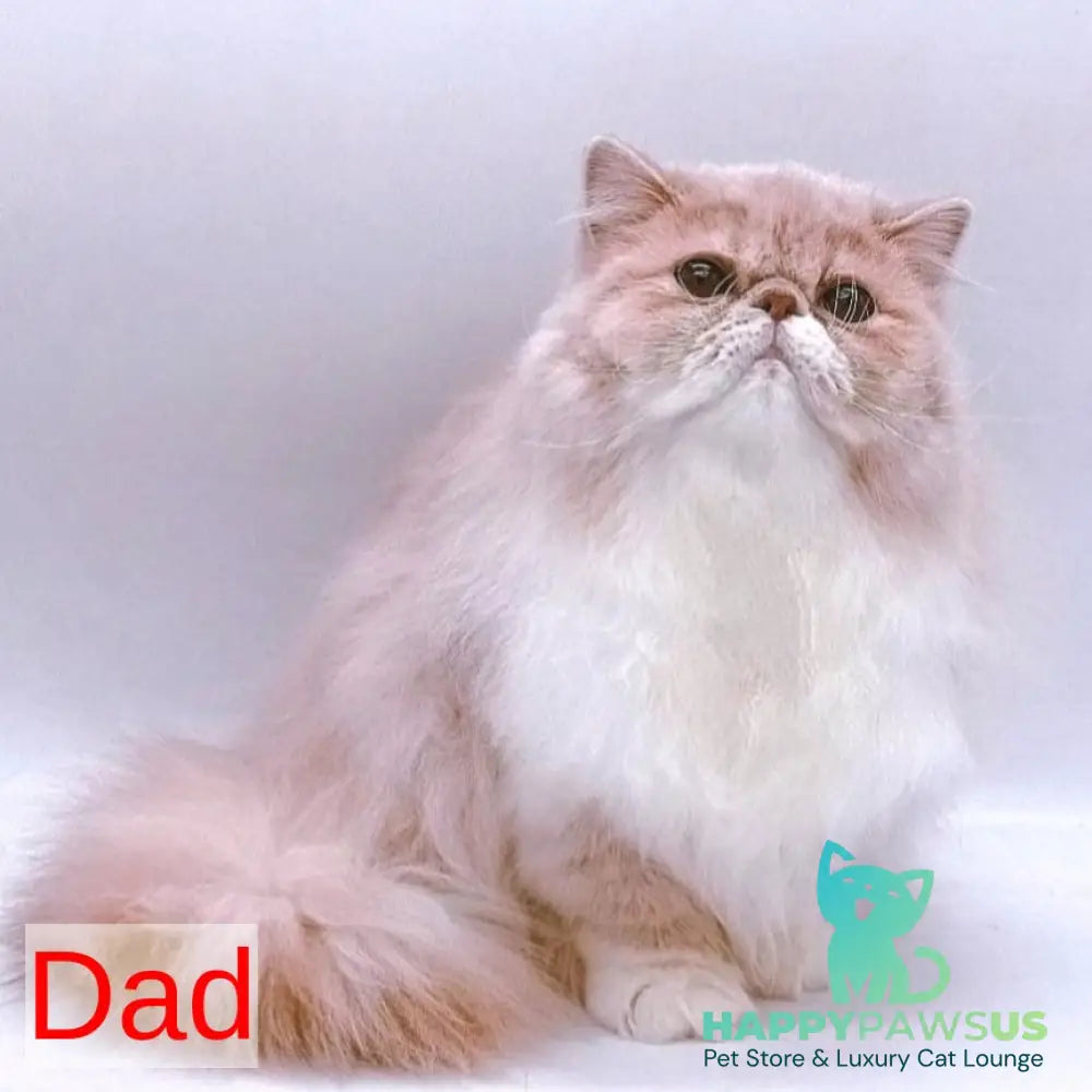 Lily Persian female black tortie - live animals