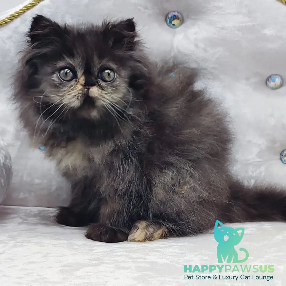 Lily Persian female black tortie - live animals