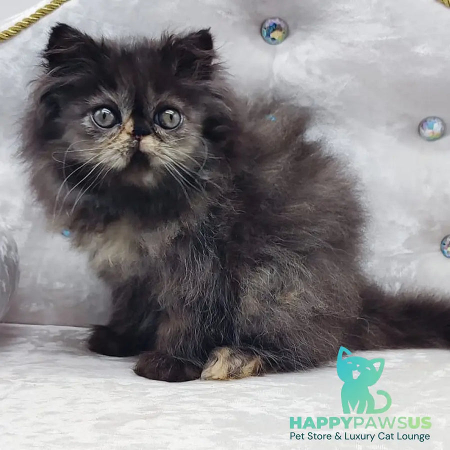 Lily Persian female black tortie - live animals