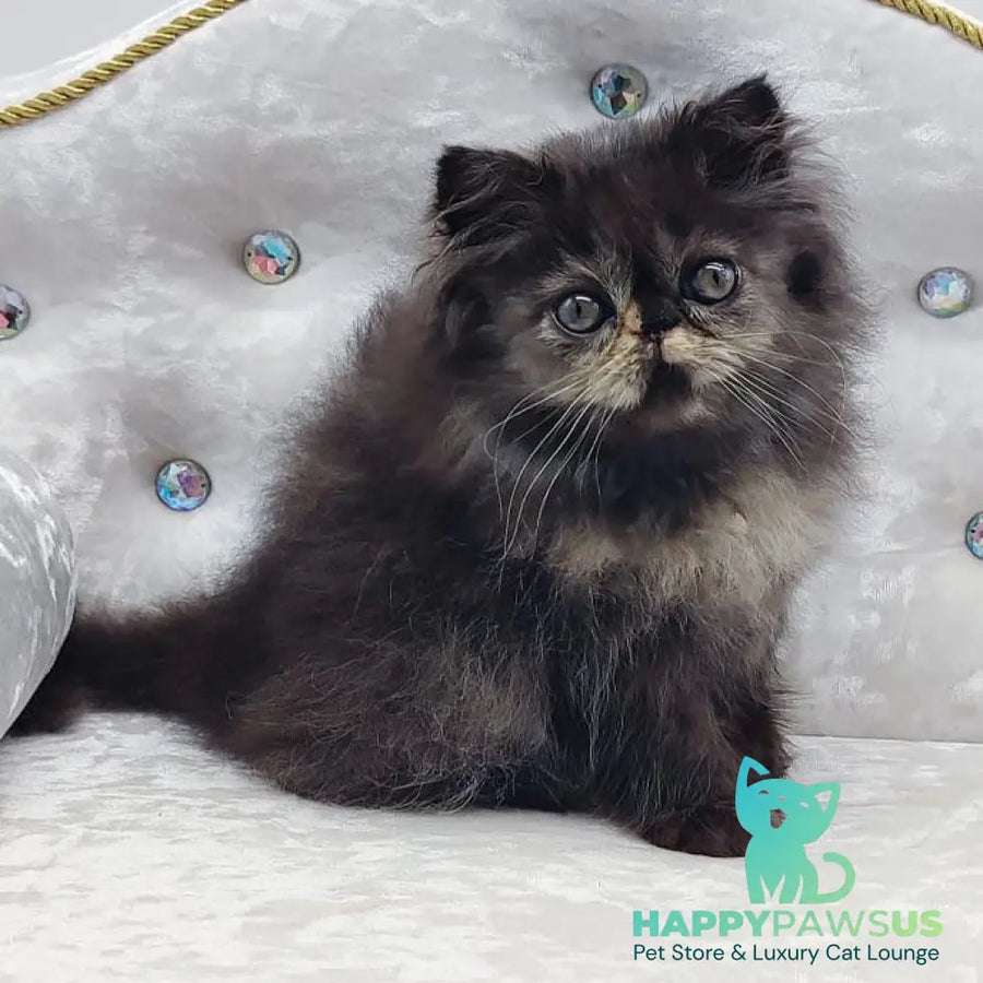 Lily Persian female black tortie - live animals