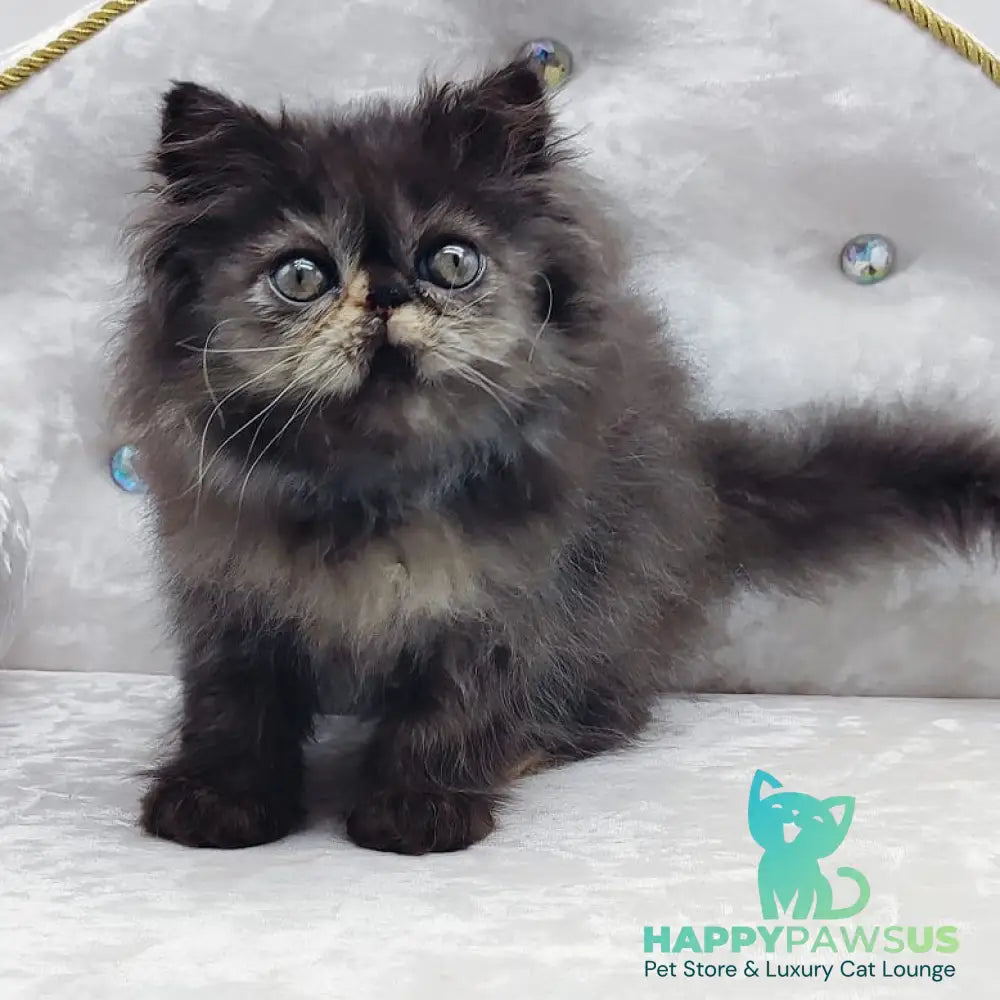 Lily Persian female black tortie - live animals
