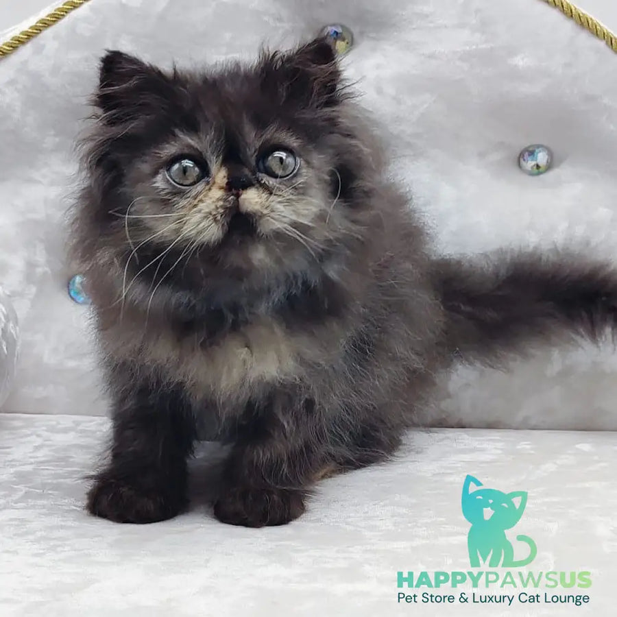 Lily Persian female black tortie - live animals