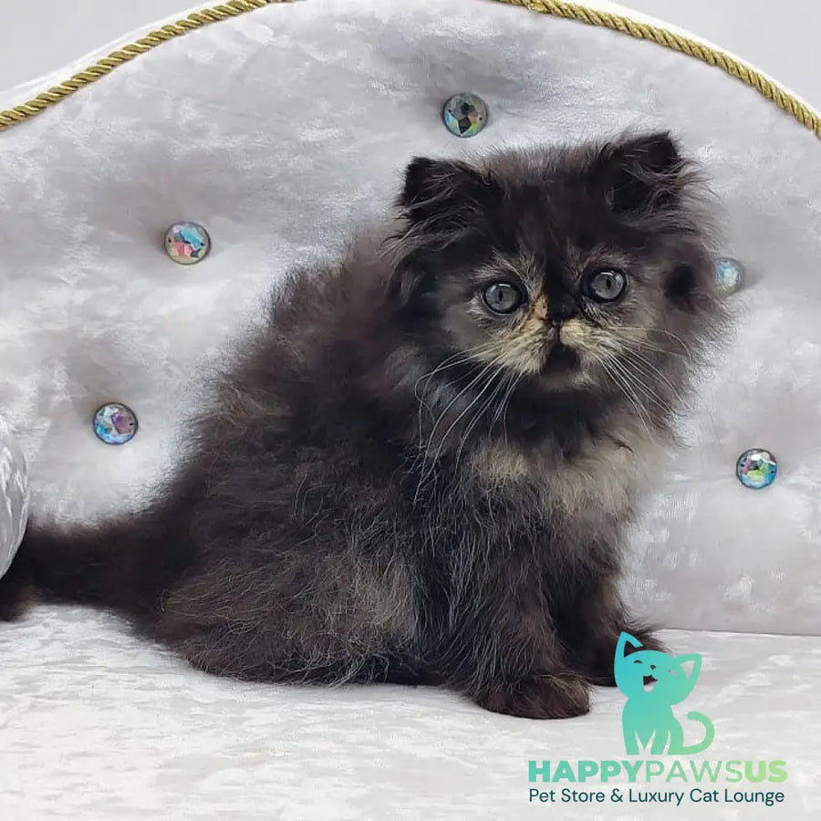 Lily Persian female black tortie - live animals