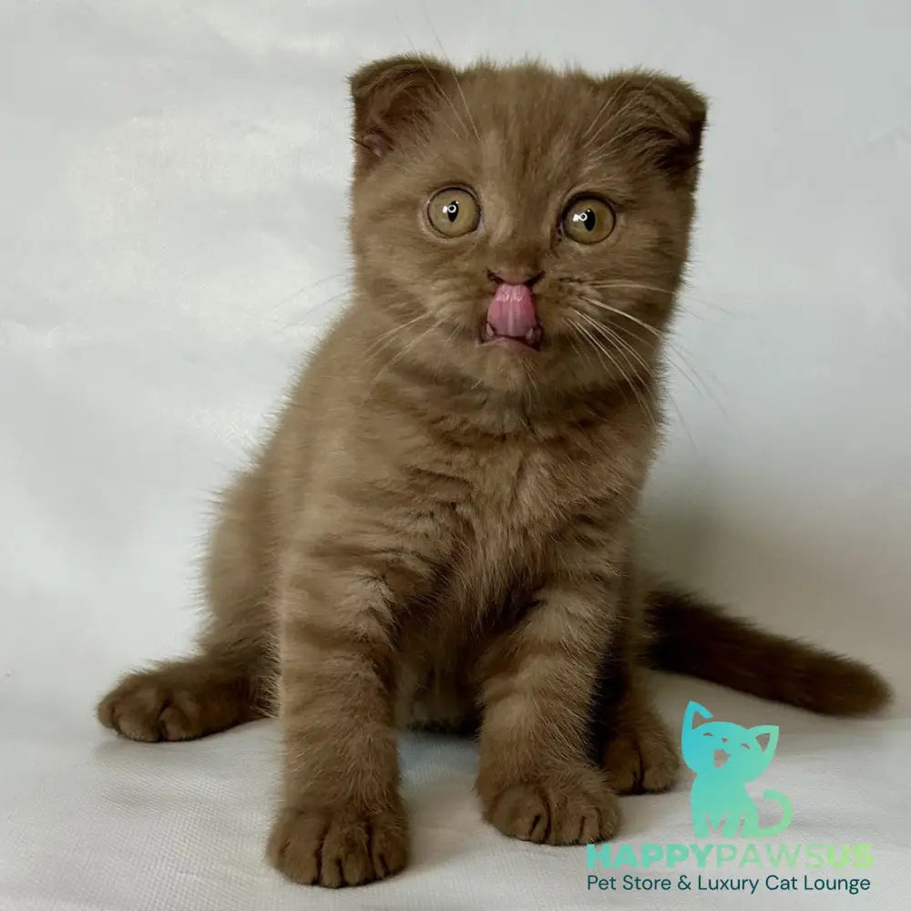 Lim Scottish Fold male cinnamon - live animals
