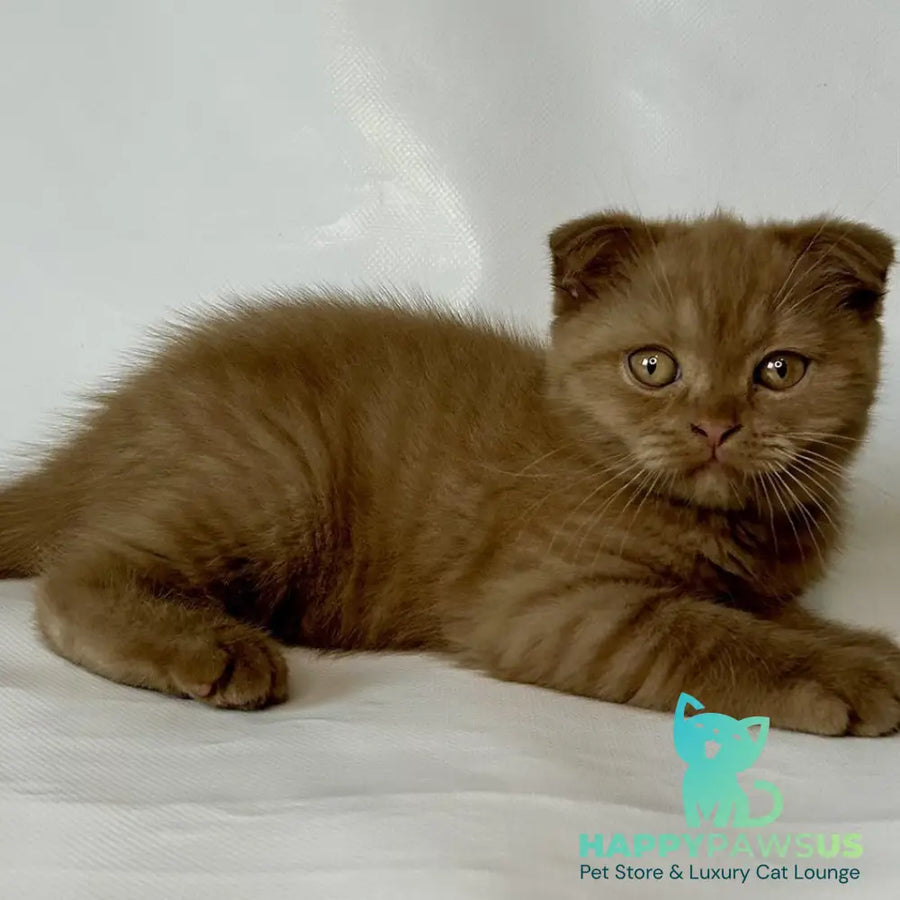 Lim Scottish Fold male cinnamon - live animals
