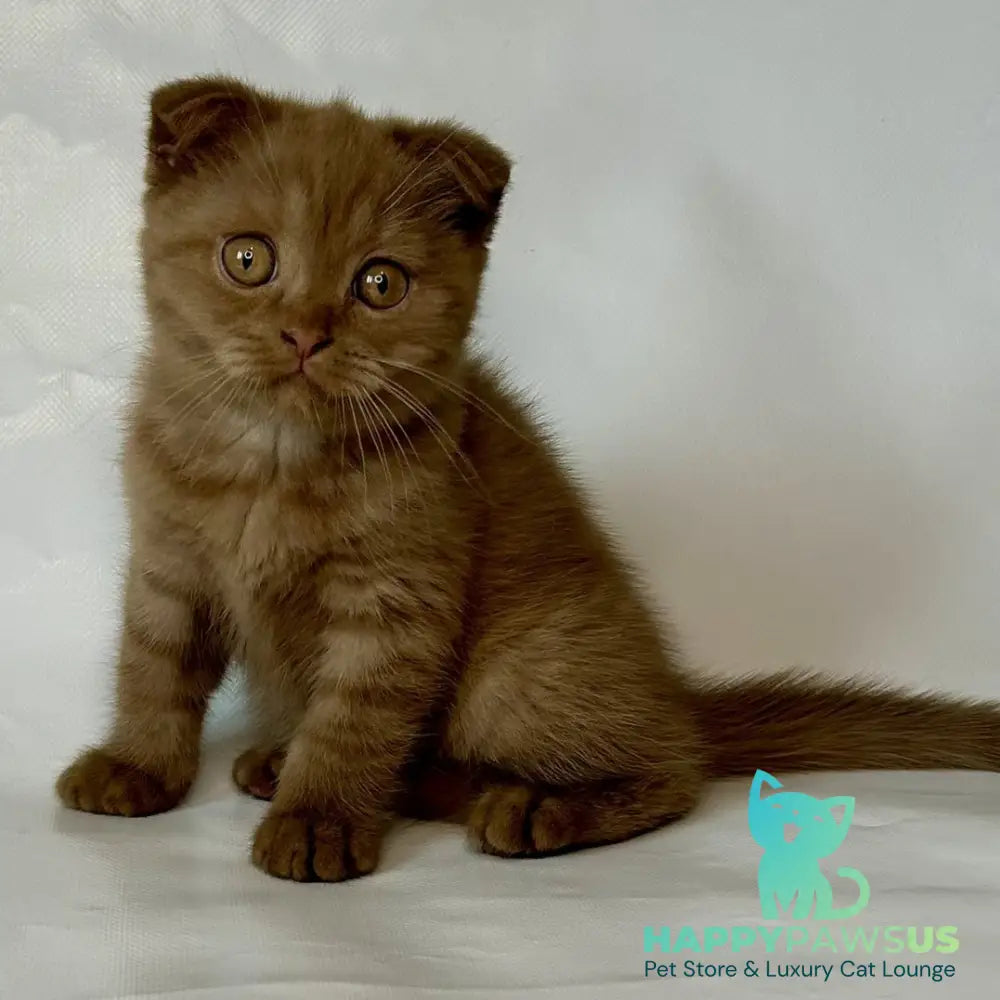 Lim Scottish Fold male cinnamon - live animals