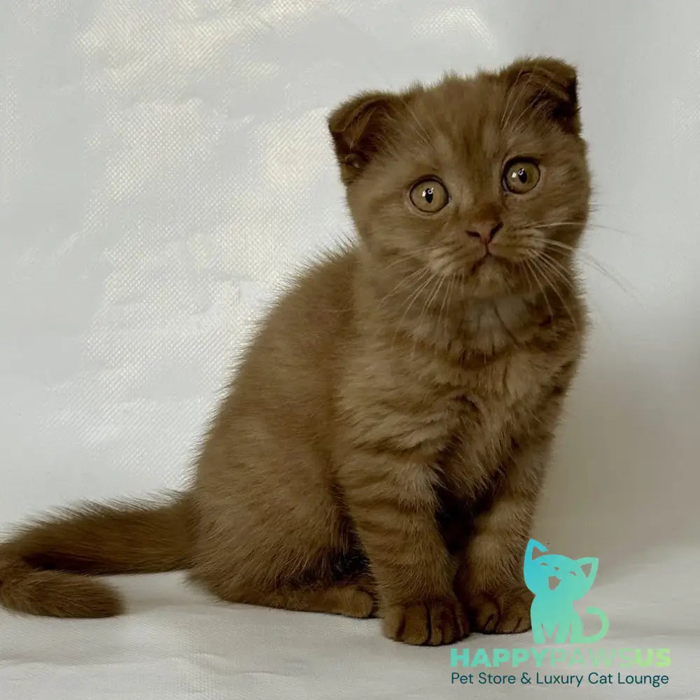 Lim Scottish Fold male cinnamon - live animals