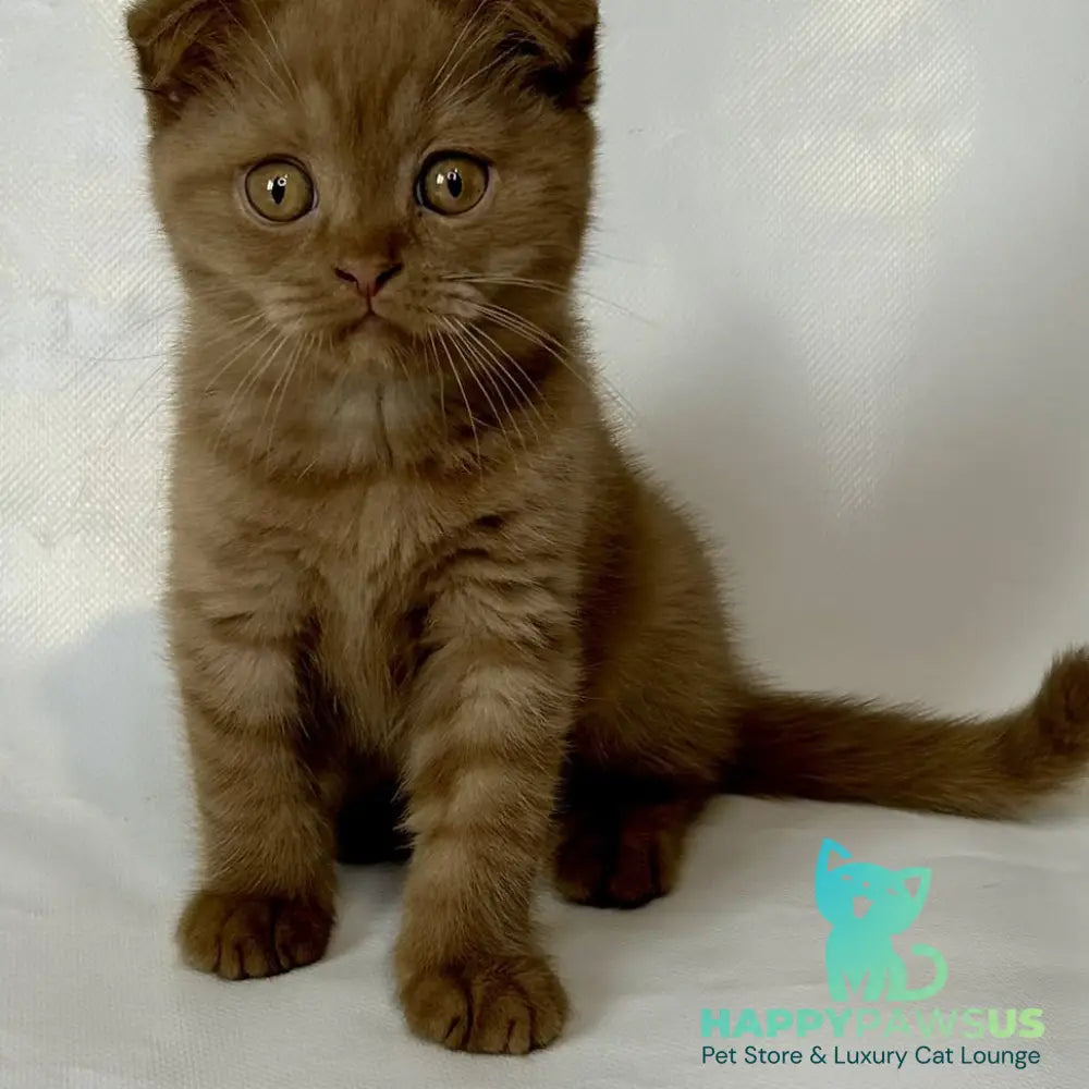 Lim Scottish Fold male cinnamon - live animals