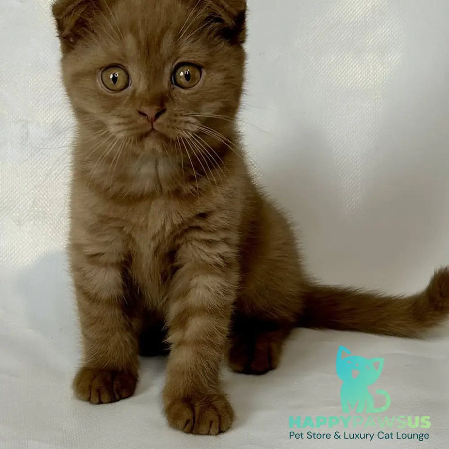 Lim Scottish Fold male cinnamon - live animals