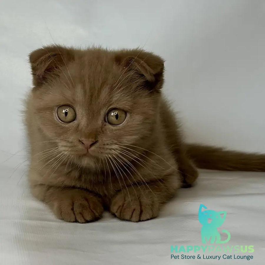Lim Scottish Fold male cinnamon - live animals