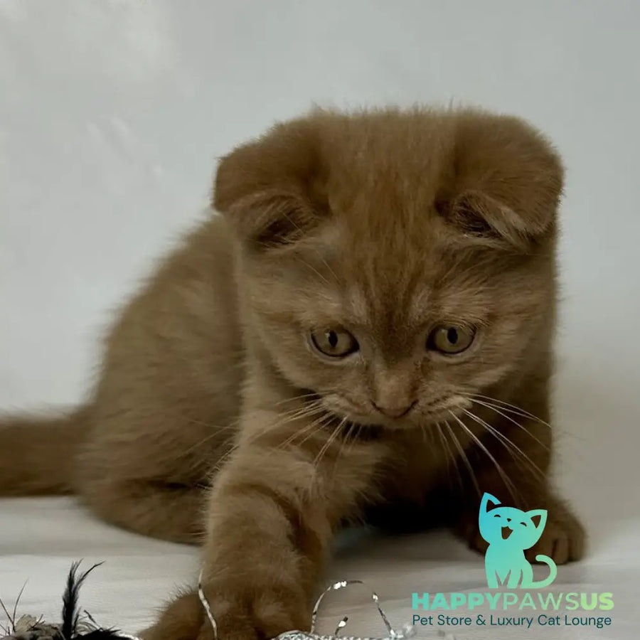 Lim Scottish Fold male cinnamon - live animals