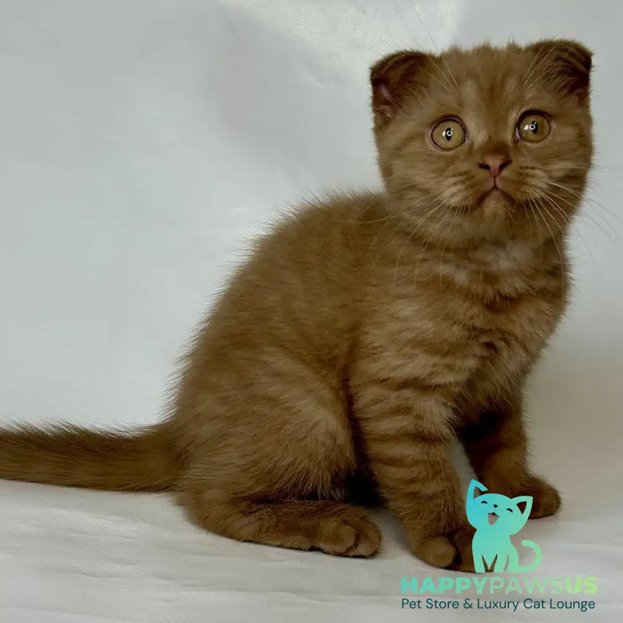 Lim Scottish Fold male cinnamon - live animals
