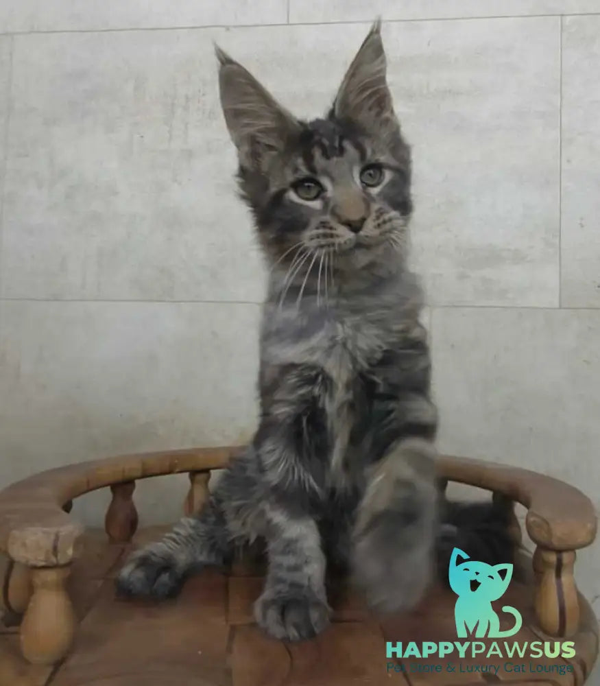 Limbo Maine Coon male black tabby - live animals