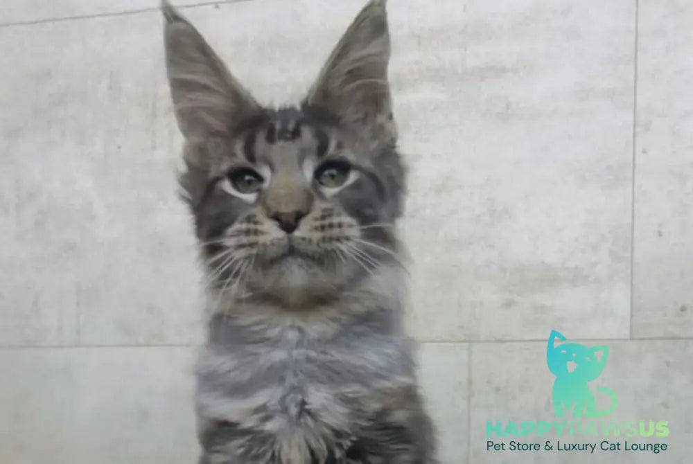 Limbo Maine Coon male black tabby - live animals