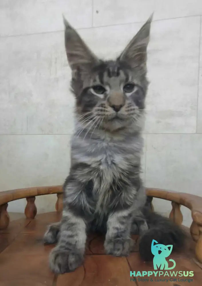Limbo Maine Coon male black tabby - live animals