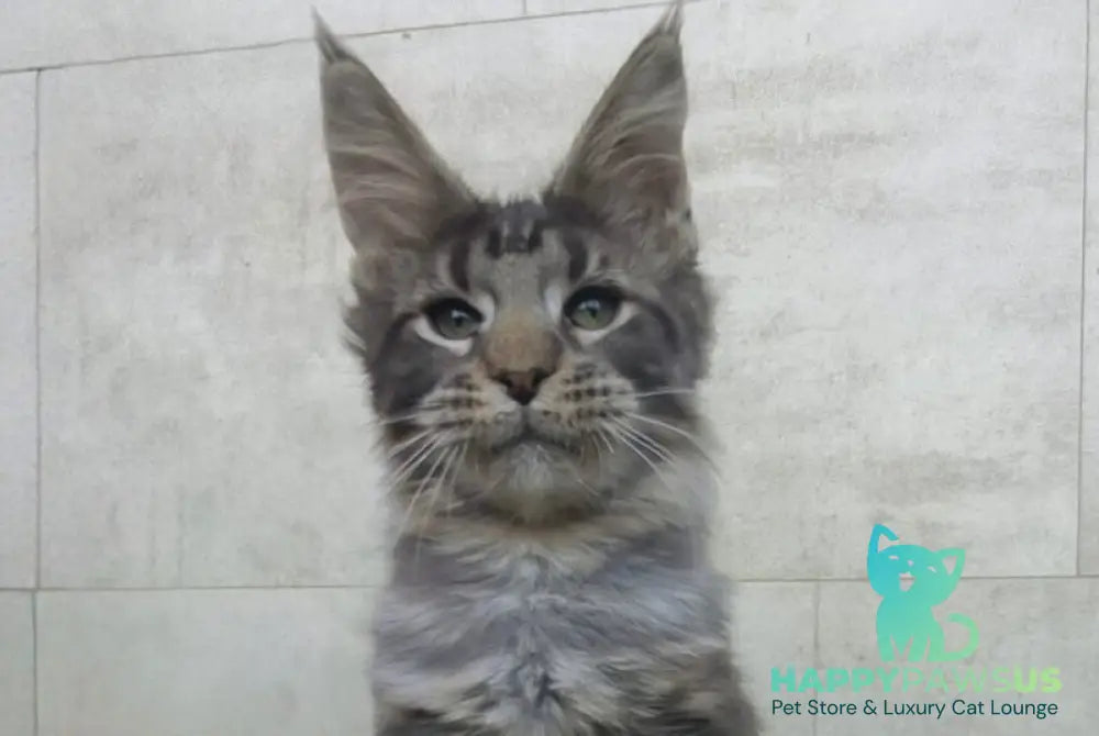 Limbo Maine Coon male black tabby - live animals