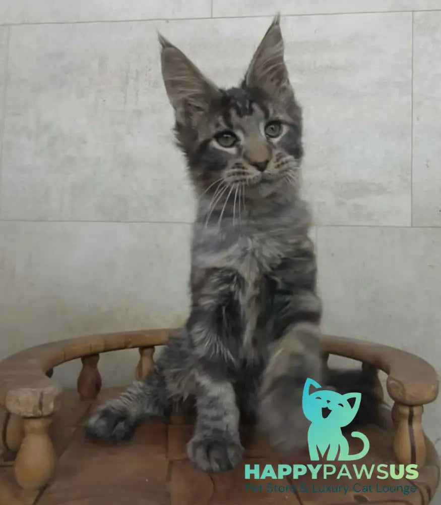Limbo Maine Coon male black tabby - live animals
