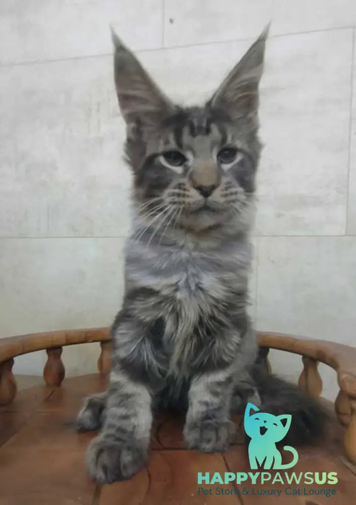 Limbo Maine Coon male black tabby - live animals