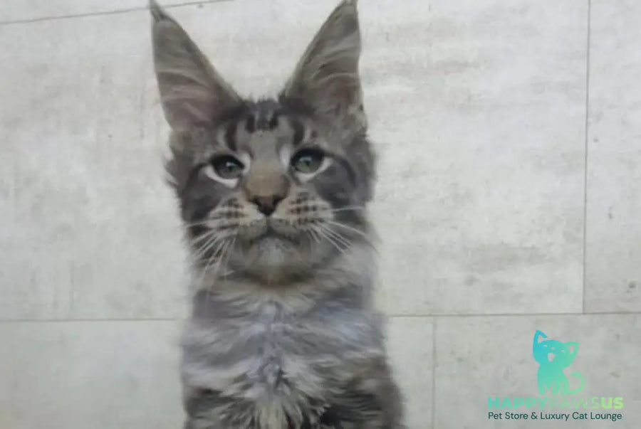 Limbo Maine Coon male black tabby - live animals