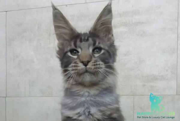 Limbo Maine Coon male black tabby - live animals