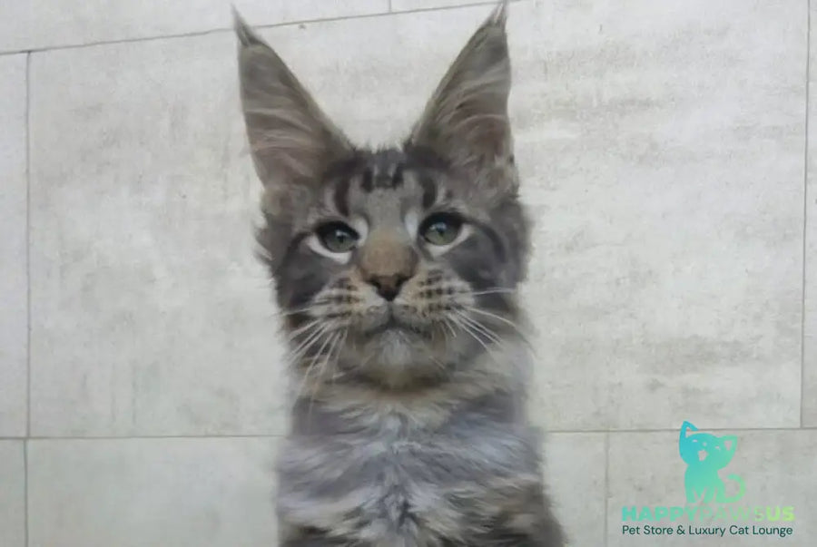 Limbo Maine Coon male black tabby - live animals