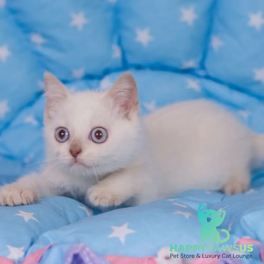 Lime British Shorthair male fawn pointed - live animals