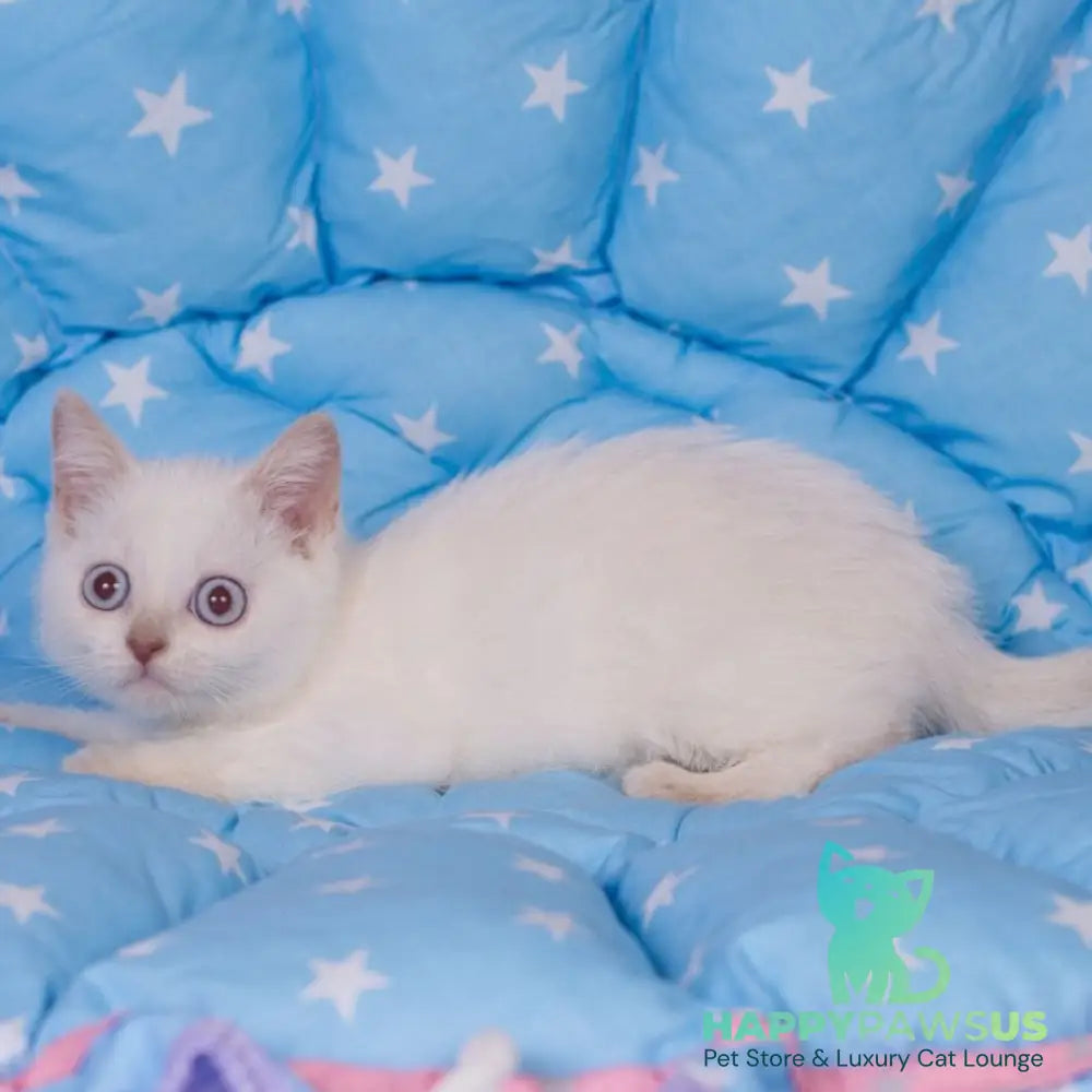 Lime British Shorthair male fawn pointed - live animals