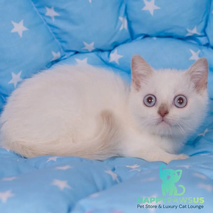 Lime British Shorthair male fawn pointed - live animals