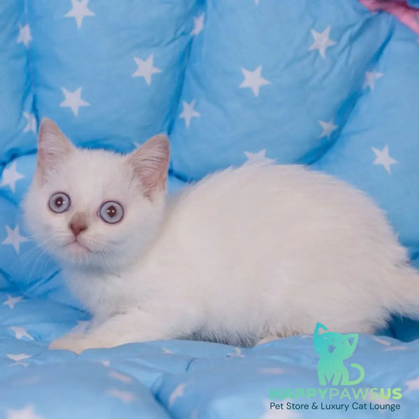 Lime British Shorthair male fawn pointed - live animals