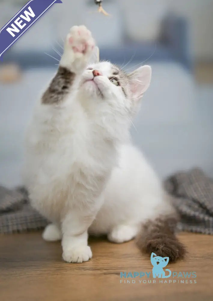 Lime Tart Munchkin male chocolate tabby van live animals