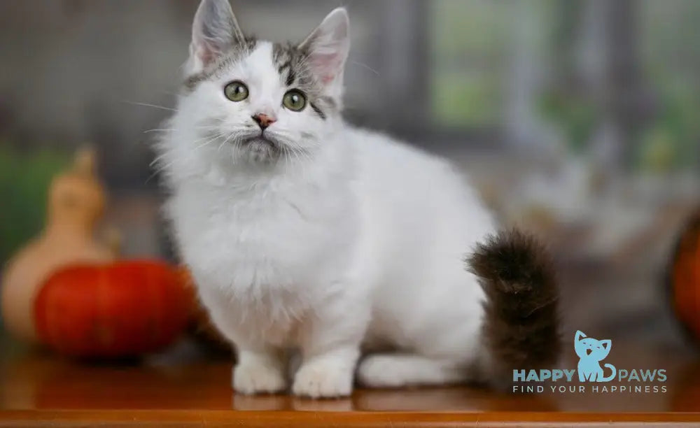 Lime Tart Munchkin male chocolate tabby van live animals