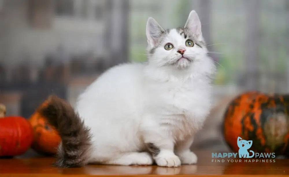 Lime Tart Munchkin male chocolate tabby van live animals