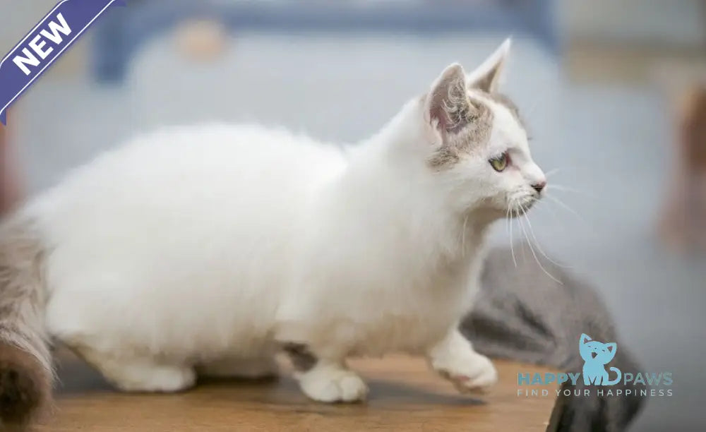 Lime Tart Munchkin male chocolate tabby van live animals