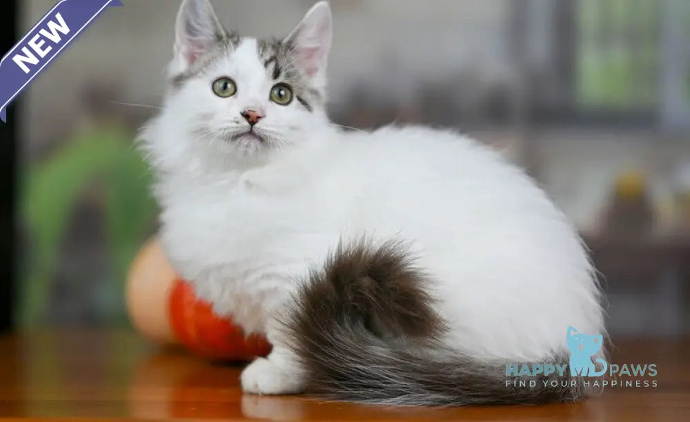 Lime Tart Munchkin male chocolate tabby van live animals