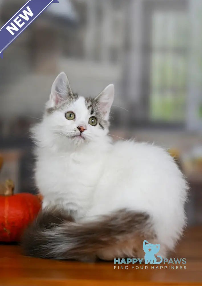 Lime Tart Munchkin male chocolate tabby van live animals