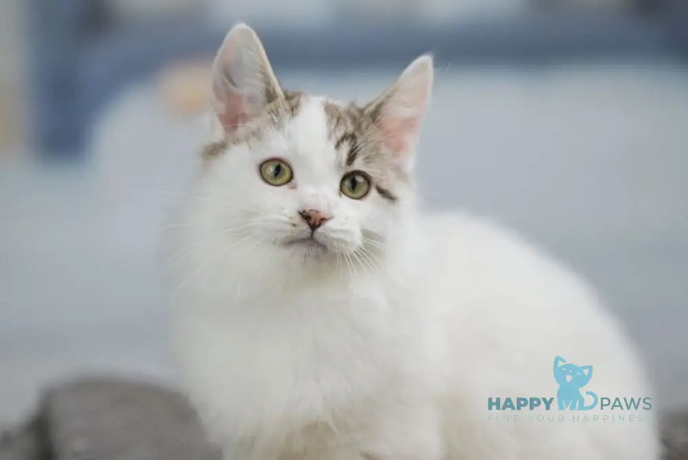 Lime Tart Munchkin male chocolate tabby van live animals