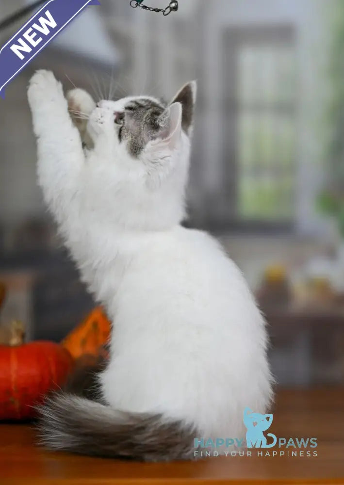 Lime Tart Munchkin male chocolate tabby van live animals