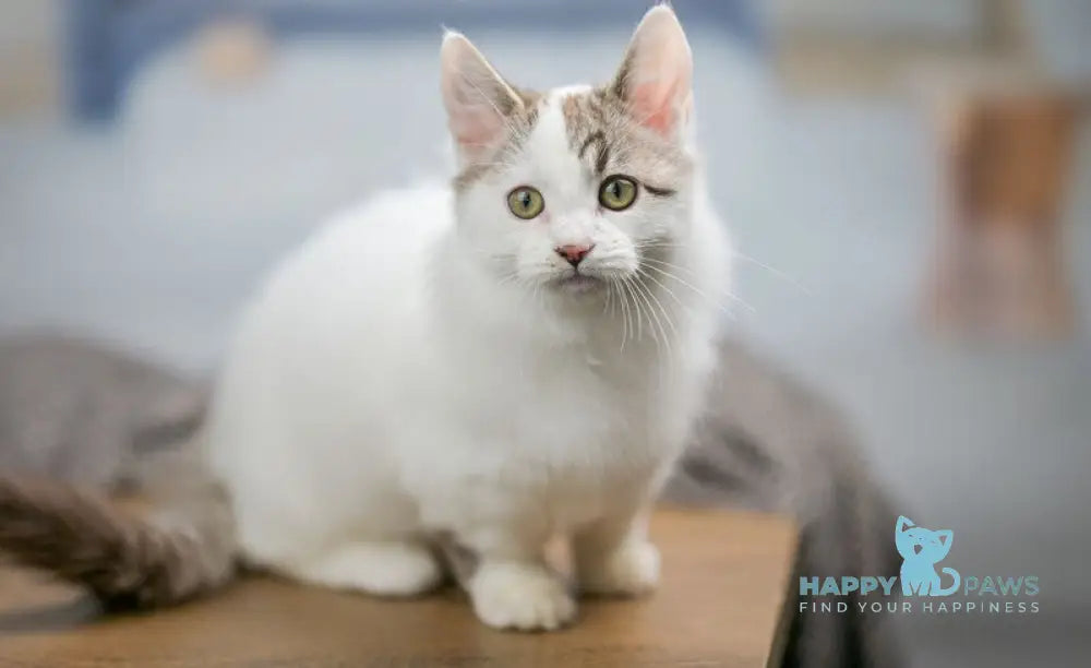 Lime Tart Munchkin male chocolate tabby van live animals