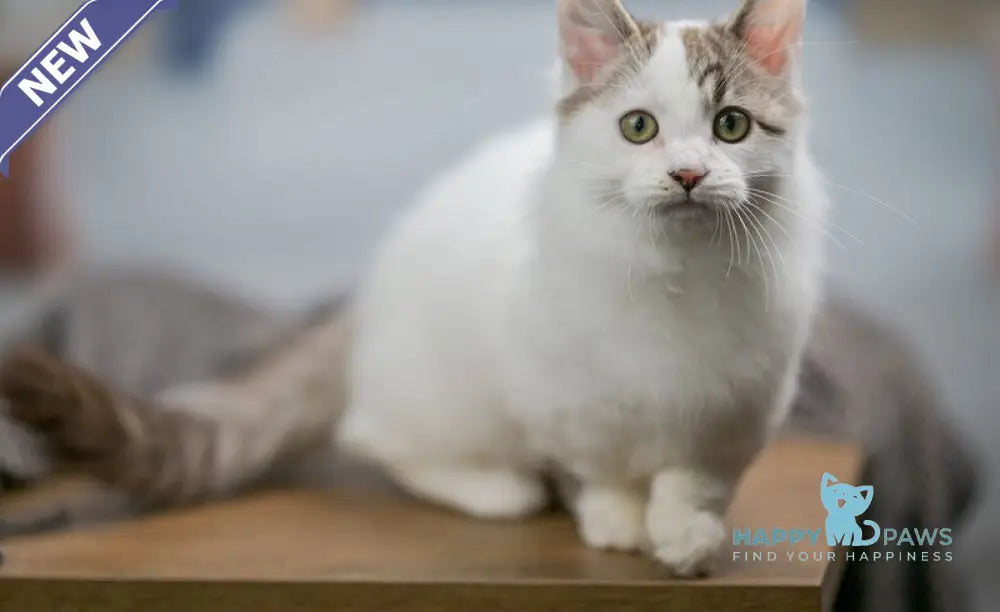 Lime Tart Munchkin male chocolate tabby van live animals