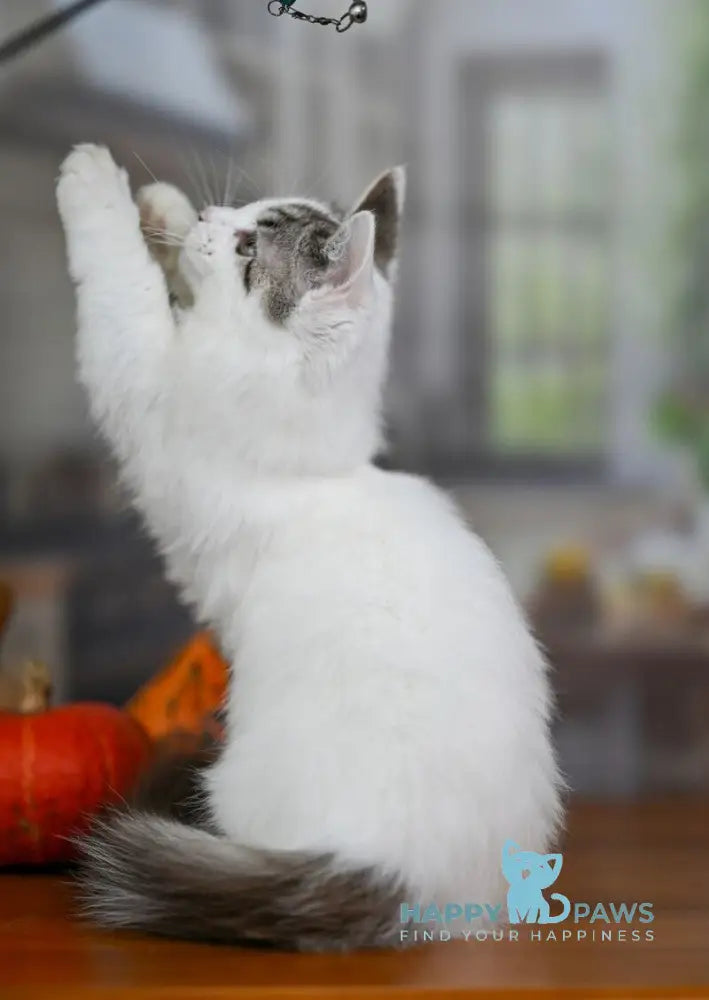 Lime Tart Munchkin male chocolate tabby van live animals