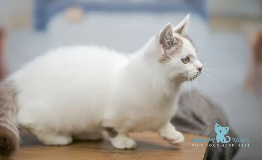 Lime Tart Munchkin male chocolate tabby van live animals