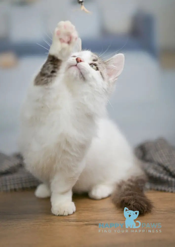 Lime Tart Munchkin male chocolate tabby van live animals